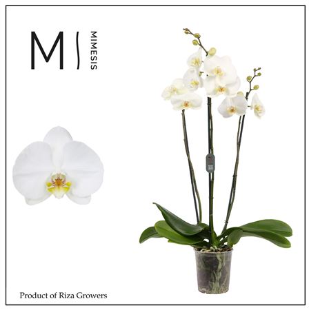 Phal 3st White Bigflower 20+ (orchid Growers)