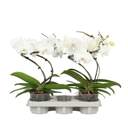 Phal 1st Twister A2 White 5+ (opti)