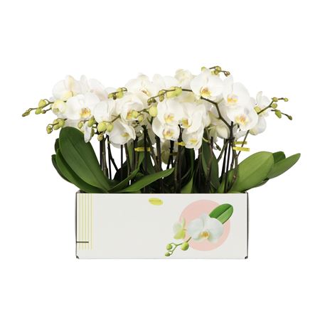 Phal 2st Big50 25+ (opti)