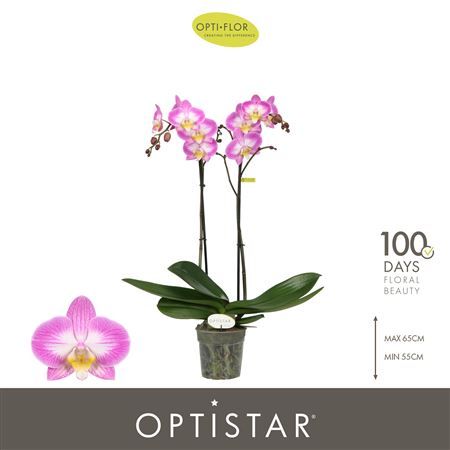 Phal 2st Optistar Carey 15+ ( Opti )
