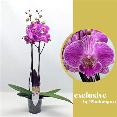 Phal 2st Royal Smile 16+ (phalaenova)