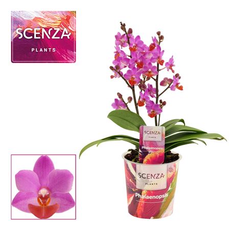 Phal Table Mystery 2st