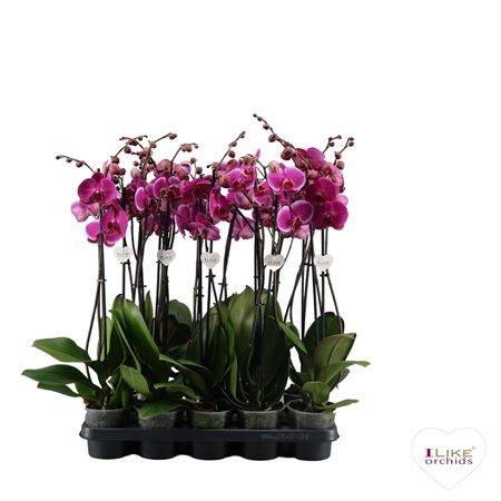 Phal 2st Purple 16+ (лево)