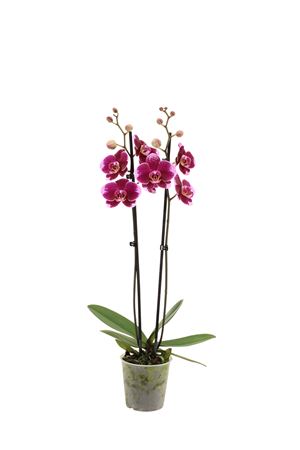 Phal 2st Faction 16+