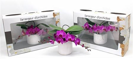 Phal L'arrangeur D'orchidee Purple (groen)