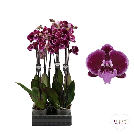 Phalaenopsis Lembongan - 2 Tak 60cm
