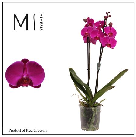 Phal 2st Midnight Rambler Mimesis 16+ (orchid Gro