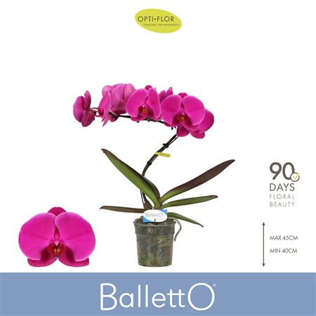 Phal 1st Balletto Pivot (opti)
