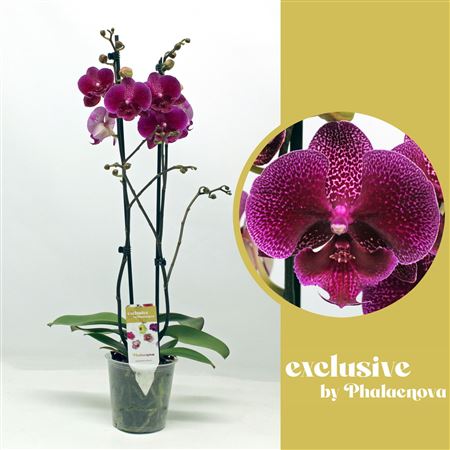 Phal 2st Zoja 16+ (phalaenova)