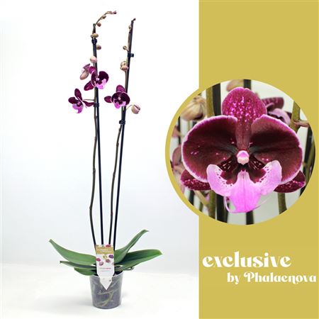 Phal 2st Hot Kiss 18+ (phalaenova)
