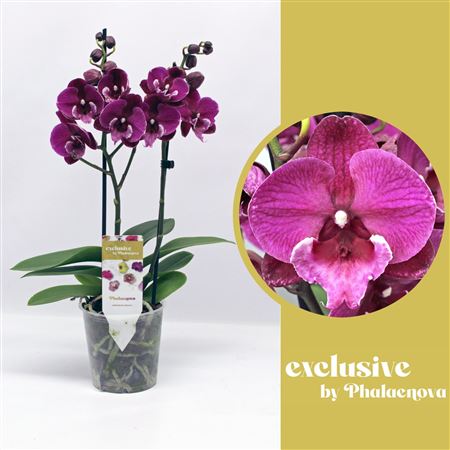 Phal 2st Julita 14+ (phalaenova)