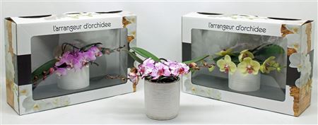 Phal L'arrangeur D'orchidee Special (phalaenova)