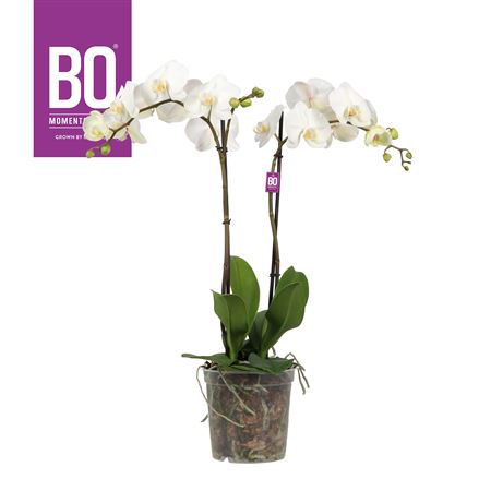 Phal 2st King 2st Bo White 2 Spike