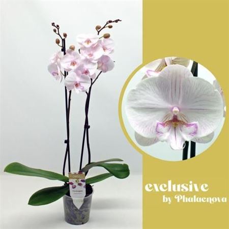 Phal 2st Ambon 16+ (phalanova)