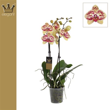 Фал 2-й Эль Алоха 16+