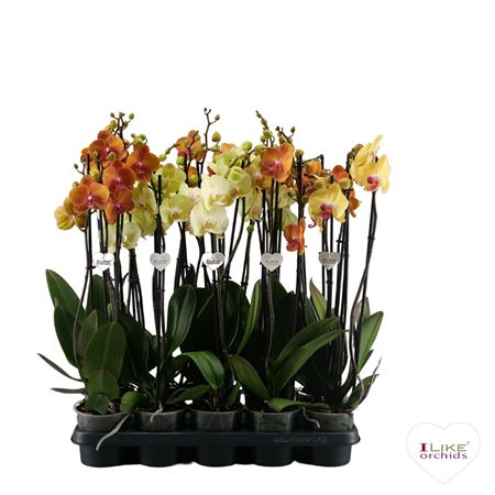 Phal 3st Yellow Mix 18+ (levo)