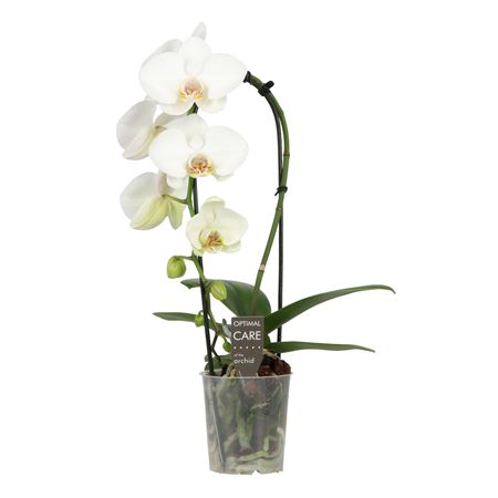 Phal 1st Cascade Crown White