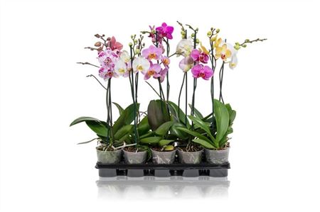 Phal 1st A2 Mix 5+ (maarel)