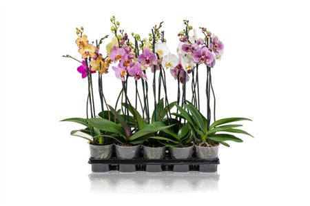 Phal 1st A2 Mix (maarel)