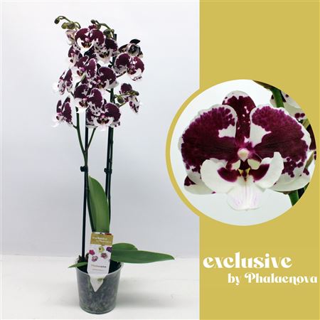 Phal 2st Untold Stories 16+ (phalaenova )