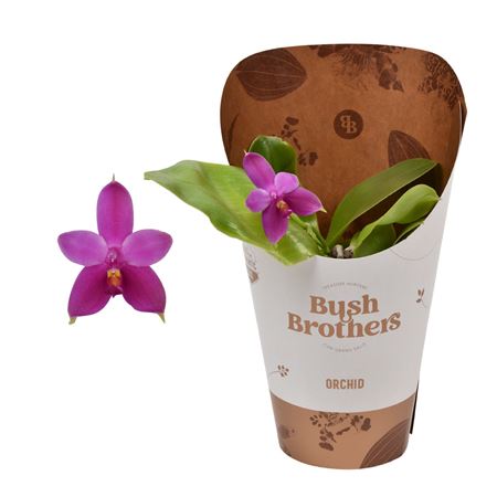 Phal 1st Fragrant Violacea Potcover