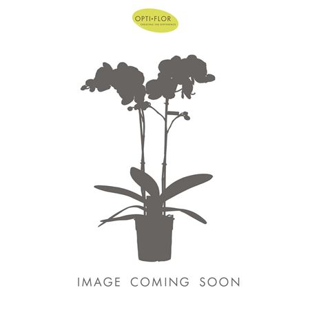 Phal 2st Yellow (opti)