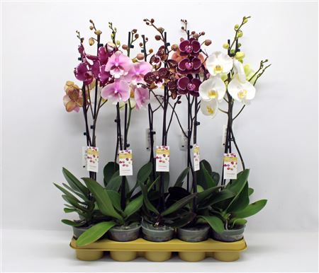 Phal 1st Mix 9+ (phalaenova)