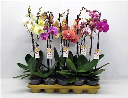 Phal 1st Mix 6+ (phalaenova)