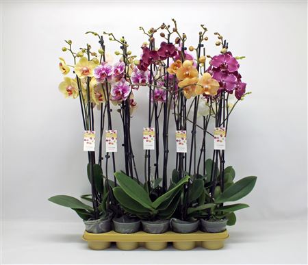Phal 2st Mix 14+ (phalaenova)