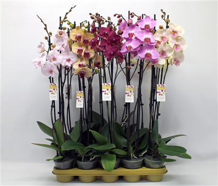 Phal 2st Mix 16+ (phalanova)