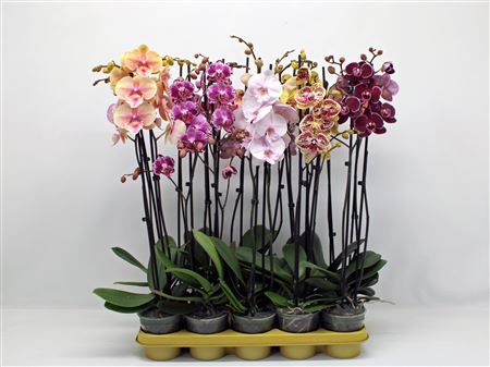 Phal 2st Mix 16+ (phalaenova)