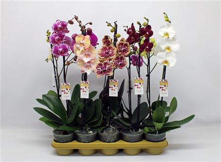 Phal 1st Mix 6+ (phalaenova)