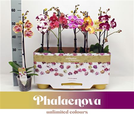 Phal 1st Taiwan Mix 6+ (phalaenova)