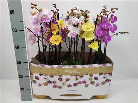 Phal 2st Big Lip Mix 16+ (phalaenova)