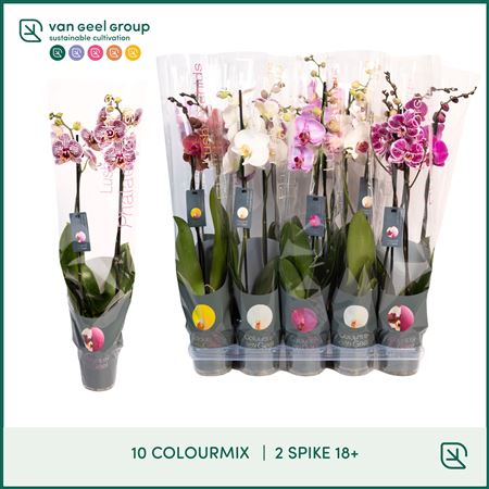 Phal 2st Mix 10 Colors 18+ (ван Гил)