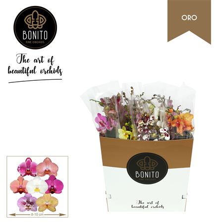 Phal 2st Oro Mix Italy 18+ (bonito)