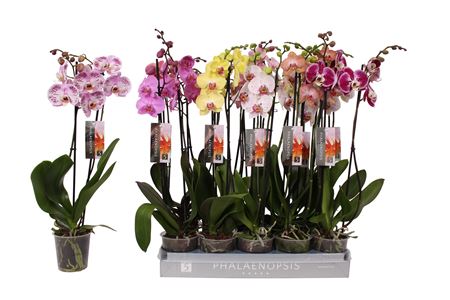 Phal 2st 7 Color Mix 18+ (by-5)