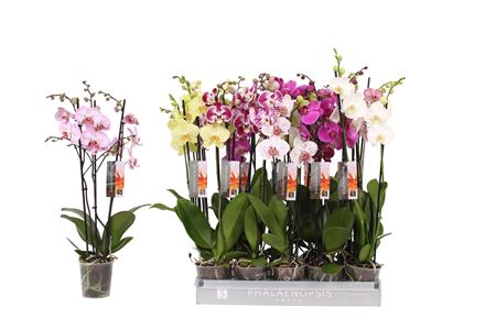 Phal 3st 7 Color Mix 22+ (by-5)