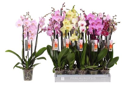 Phal 4st 7 Color Mix 25+