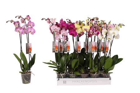 Phal 2st 6 Color Mix 2st 14+