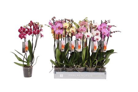 Phal 3st 6 Color Mix 18+ (by-5)