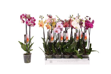 Phal 2st Mix 14+ (by-5)
