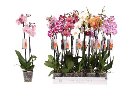 Phal 2st 6 Color Mix 14+ (by-5)
