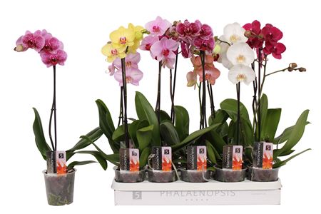 Phal 1st Mix 6+ (by-5)