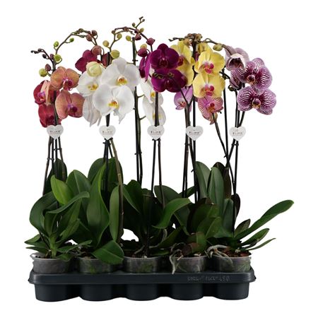 Phal 1st Mix 6+ (levo)