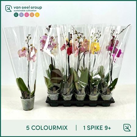 Phal 1st Mix 9+ (van Geel)