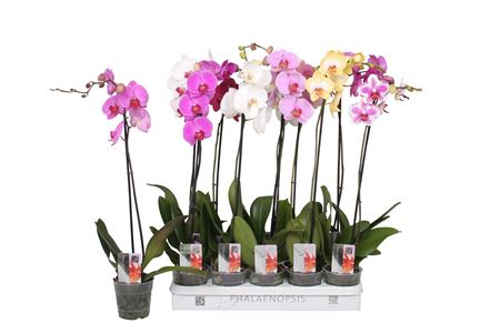 Phal 1st Mix 9/12+ (Вийверберг)