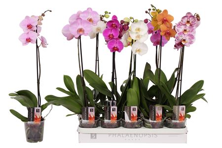 Phal 1st Mix 6+ (by-5)