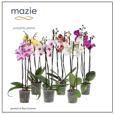 Фал 3-й микс 18+