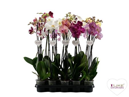 Phal 2st Dark Mix 16+ (levo)